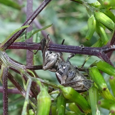 Perperus lateralis