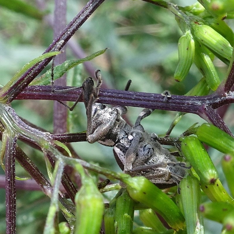 Perperus lateralis