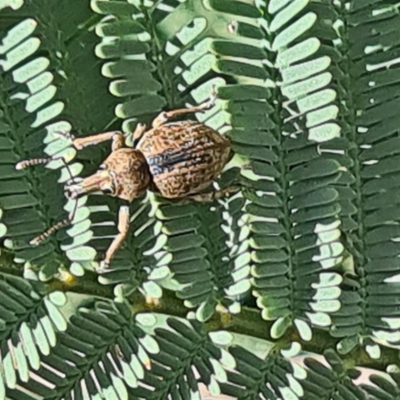 Perperus sp.