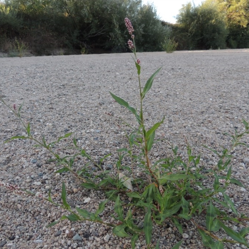 Persicaria decipiens