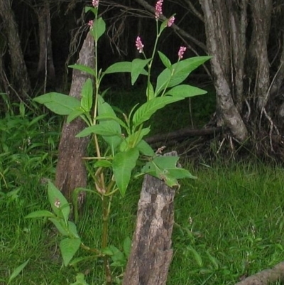 Persicaria elatior