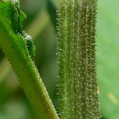 Persicaria elatior