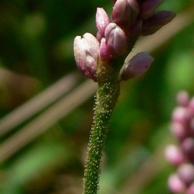 Persicaria elatior