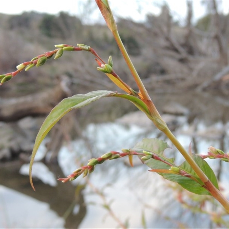 Persicaria hydropiper