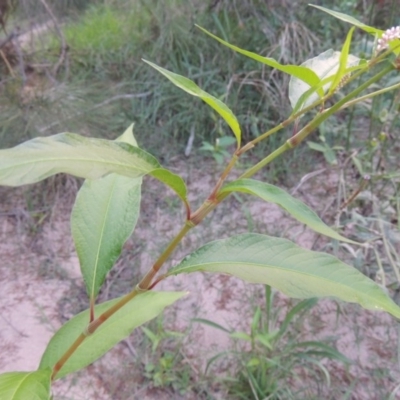 Persicaria lapathifolia