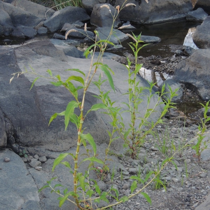 Persicaria lapathifolia