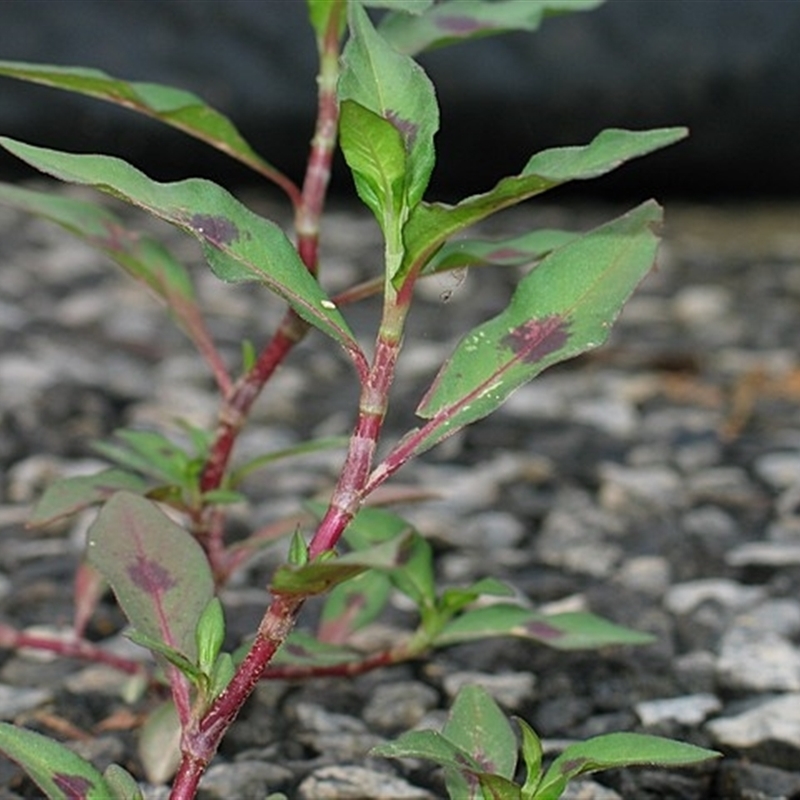 Persicaria maculosa