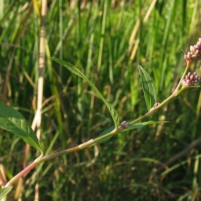 Persicaria maculosa