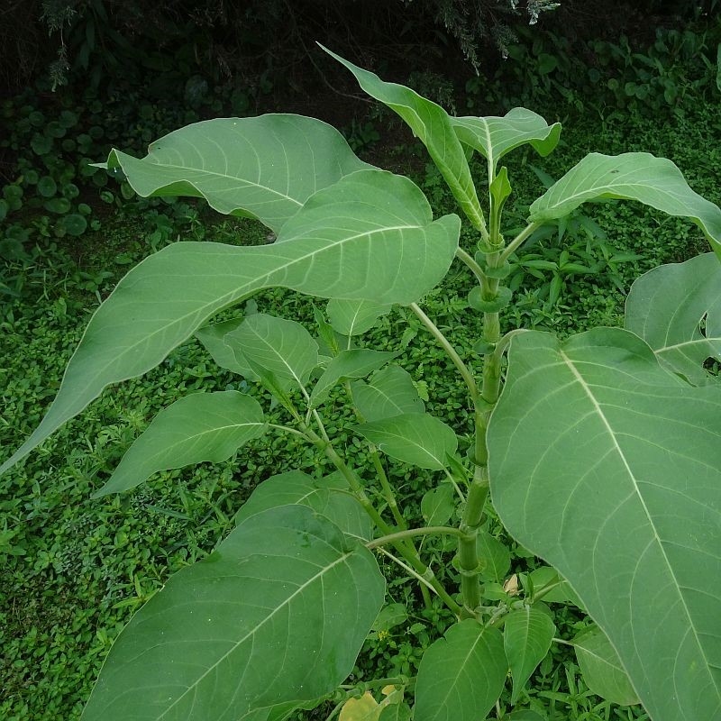 Persicaria orientalis