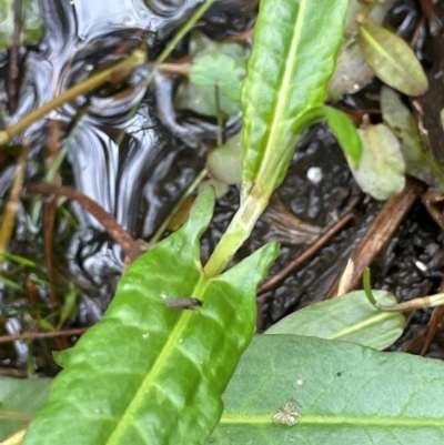 Persicaria strigosa