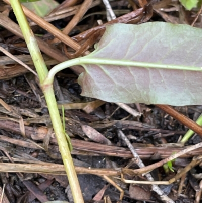 Persicaria strigosa