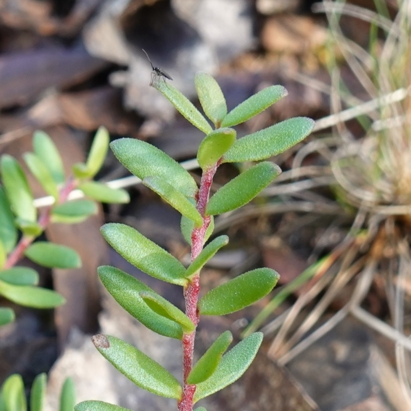 Persoonia asperula