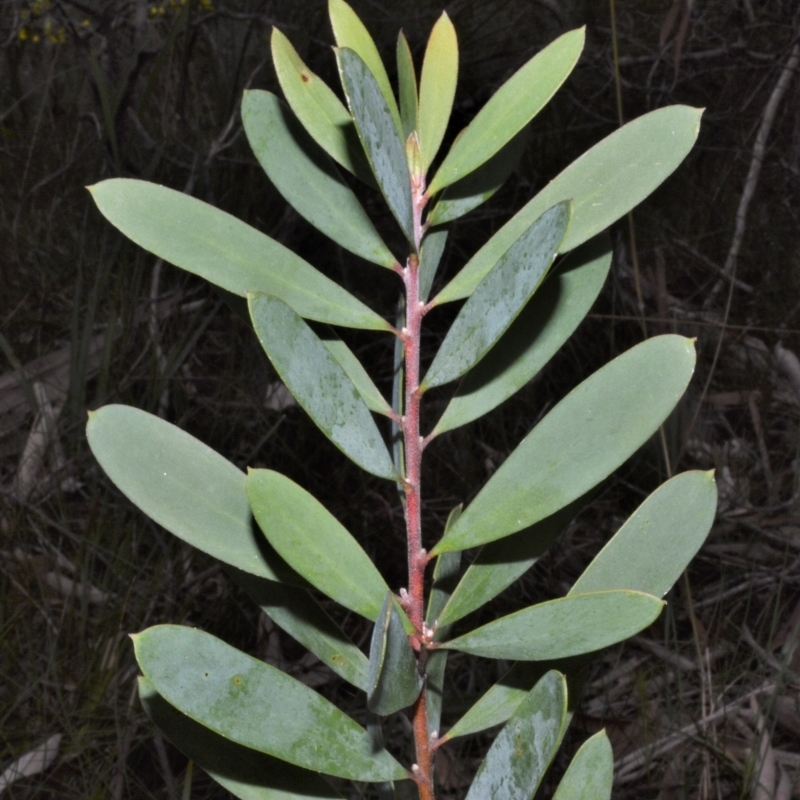 Persoonia glaucescens