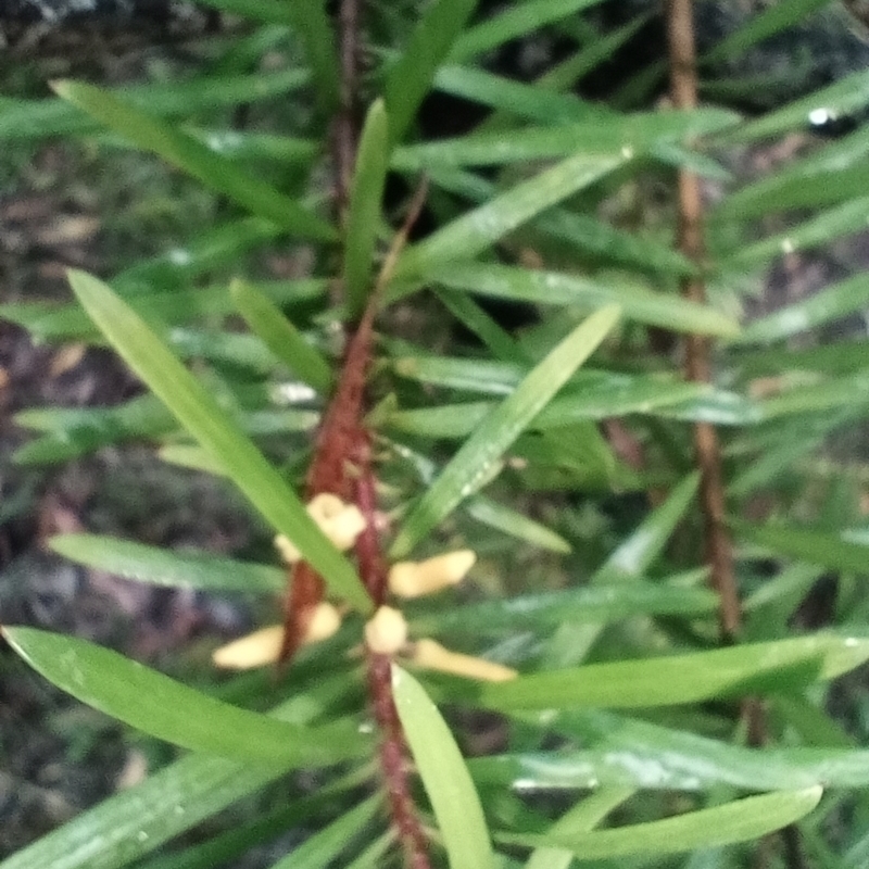 Persoonia juniperina