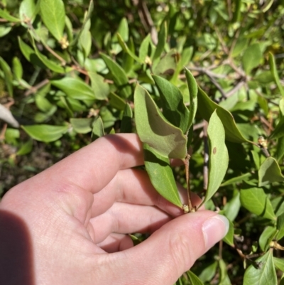 Persoonia laurina