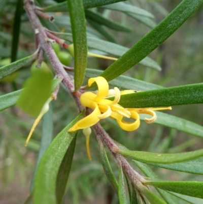 Persoonia linearis