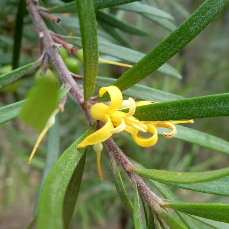 Persoonia linearis