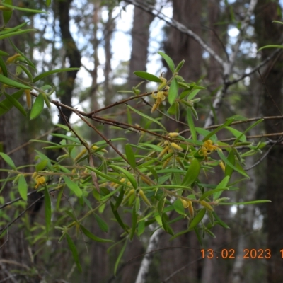 Persoonia mollis