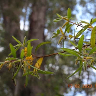 Persoonia mollis