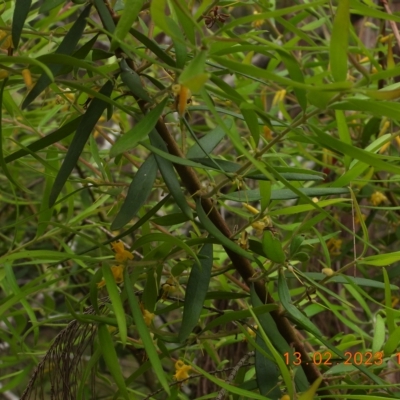 Persoonia mollis