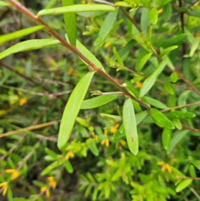 Persoonia mollis subsp. budawangensis