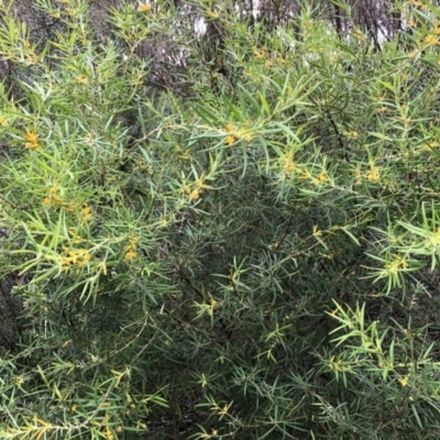 Persoonia mollis subsp. caleyi