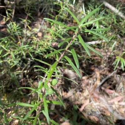 Persoonia mollis subsp. ledifolia