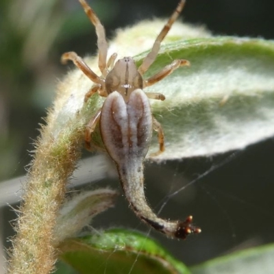 Arachnura higginsi