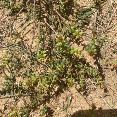 Persoonia oxycoccoides