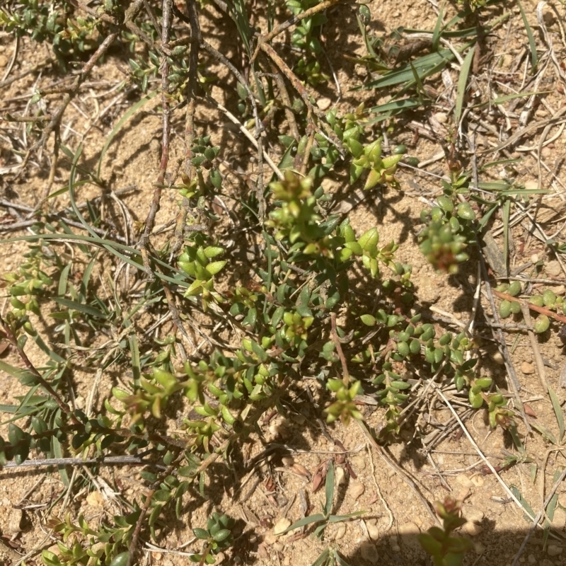 Persoonia oxycoccoides