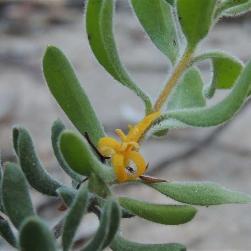 Persoonia rigida