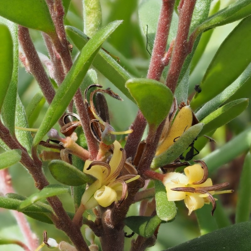 Persoonia subvelutina