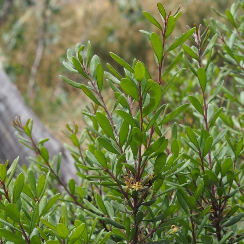 Persoonia subvelutina