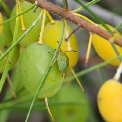 Persoonia virgata