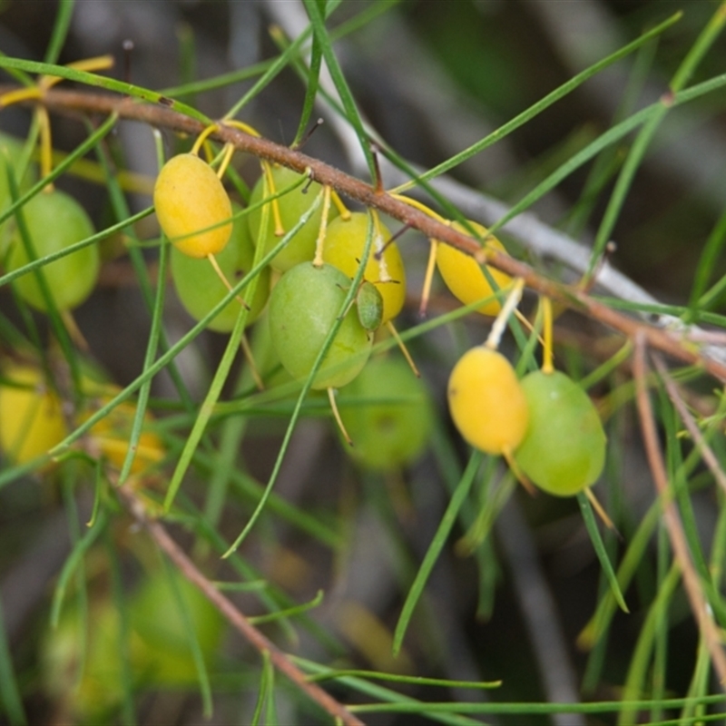 Persoonia virgata