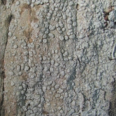 Pertusaria lophocarpa