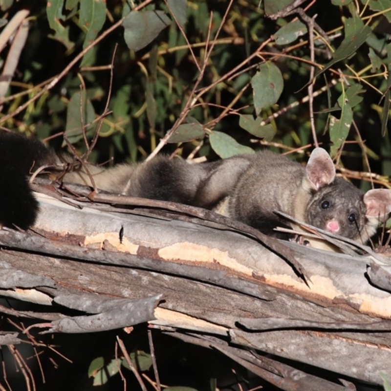 Petaurus australis australis