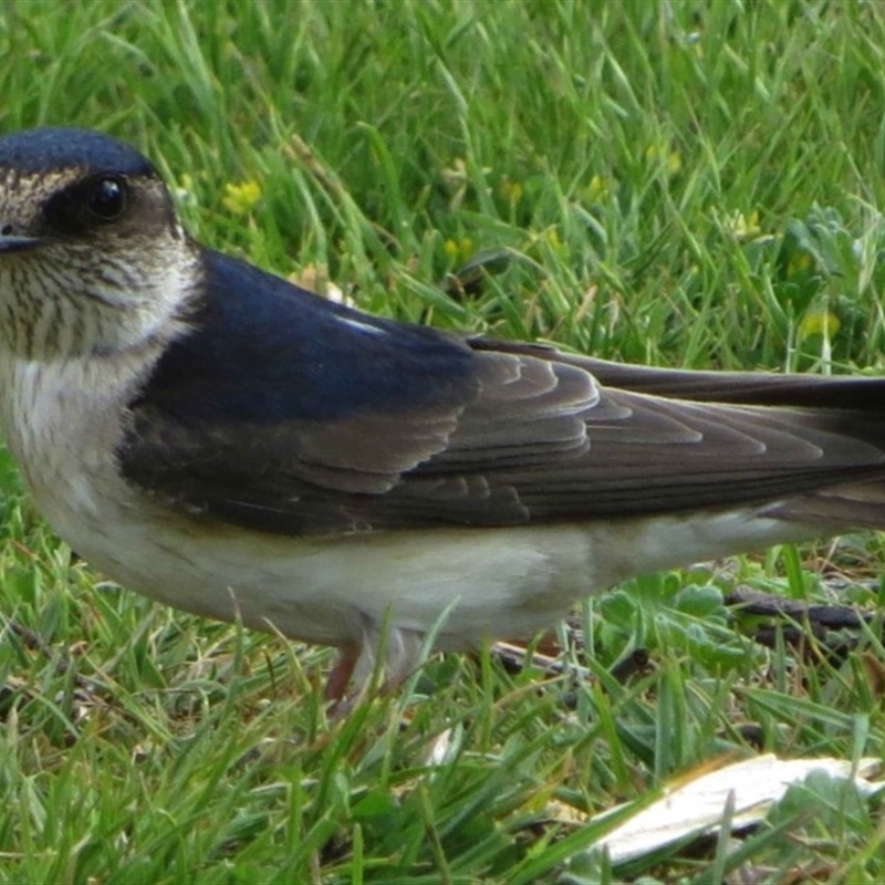 Petrochelidon nigricans