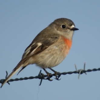 FEMALE