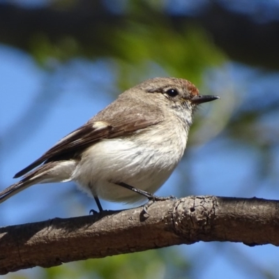 Petroica goodenovii