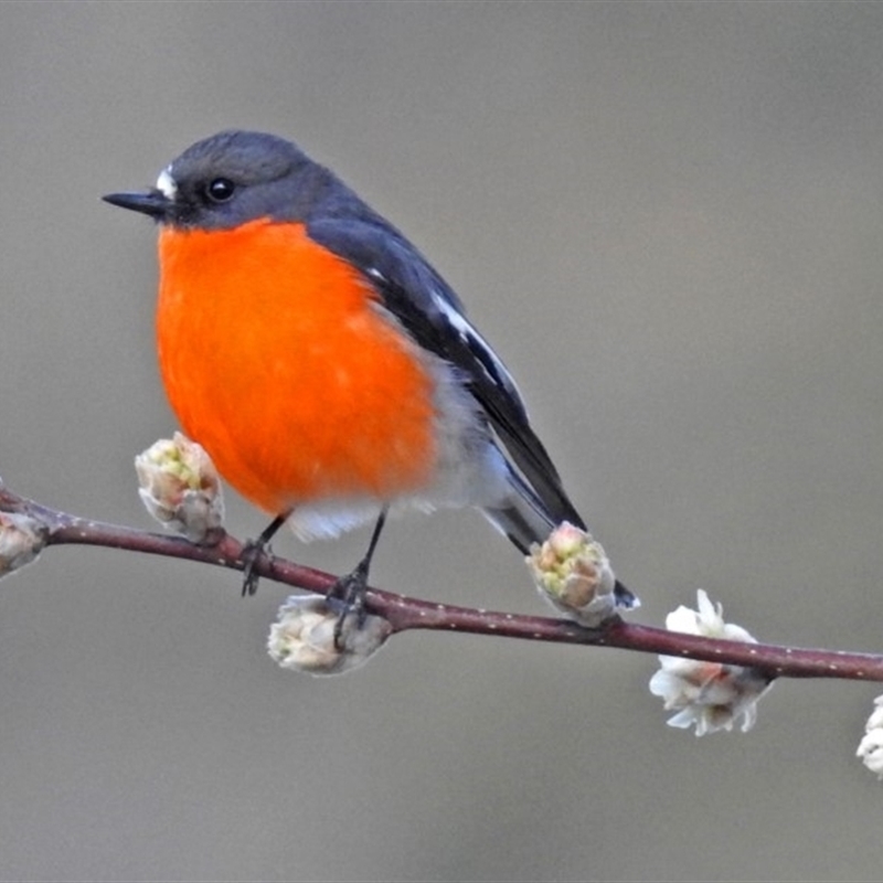 Petroica phoenicea