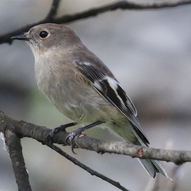 Petroica phoenicea