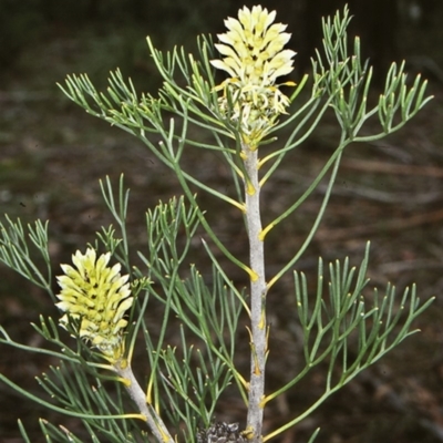 Petrophile pulchella