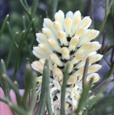 Petrophile pulchella