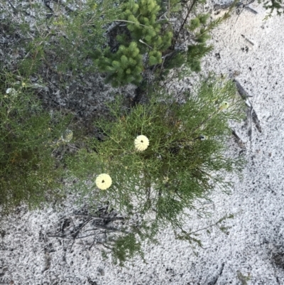 Petrophile pulchella