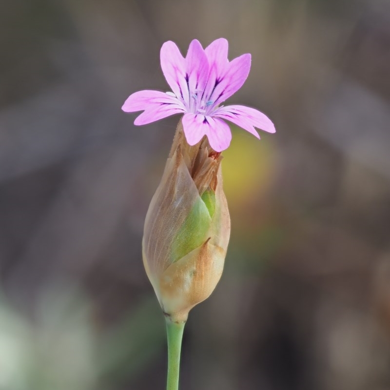 Petrorhagia dubia