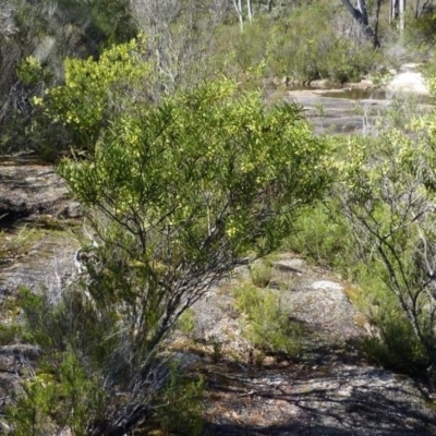 Acacia lanigera var. gracilipes