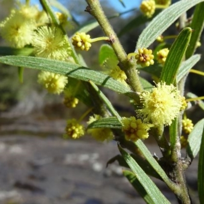 Acacia lanigera var. gracilipes