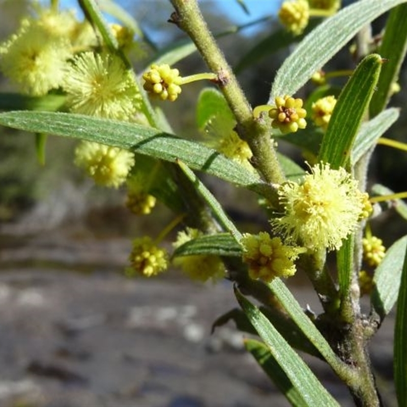 Acacia lanigera var. gracilipes