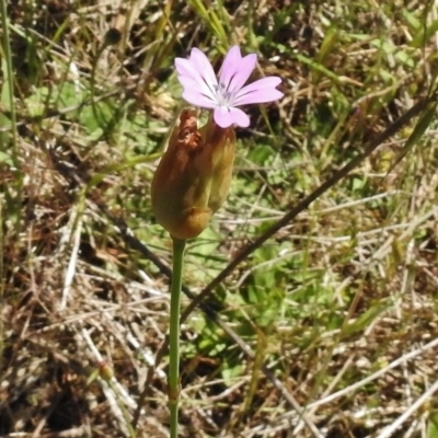 Petrorhagia nanteuilii